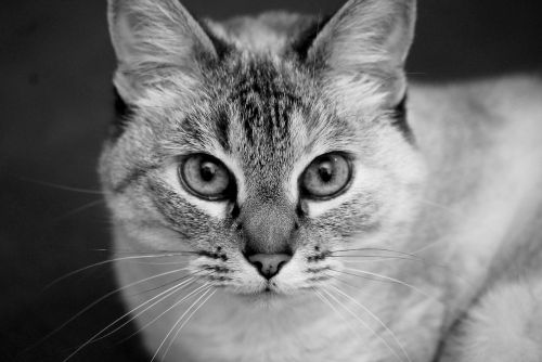 cat portrait black and white