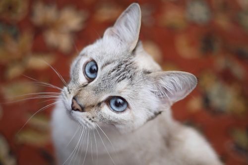 cat white blue eyes