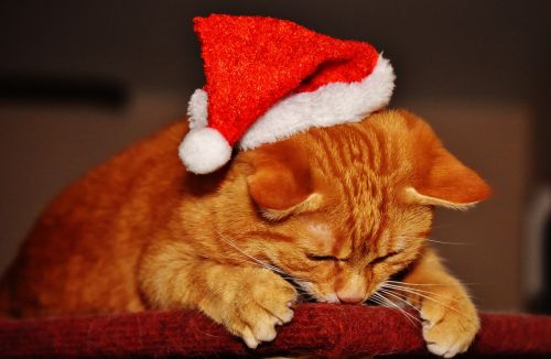 cat red christmas