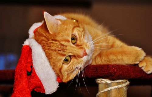 cat red christmas