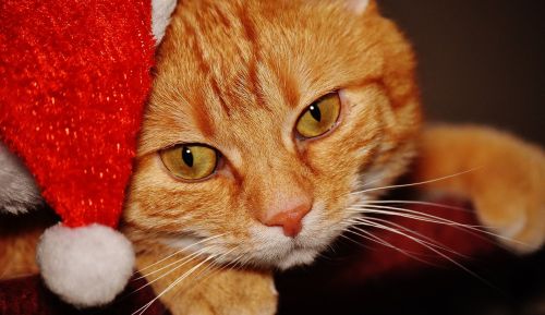 cat red christmas