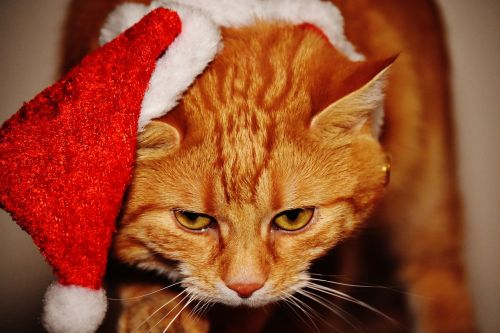 cat red christmas