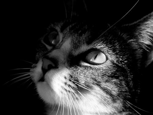 cat feline portrait