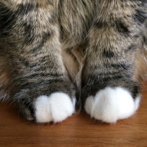 cat paws mieze