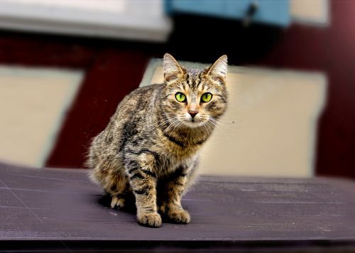 cat kitten domestic cat