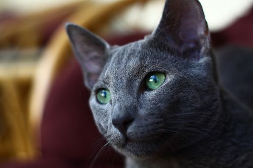 cat russian blue