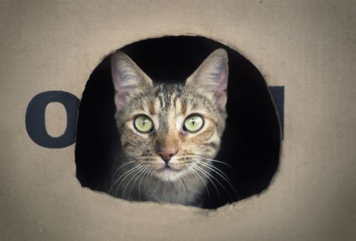 cat box feline