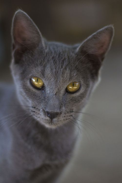 cat grey cute