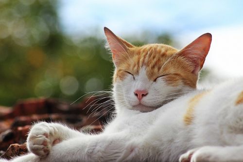 cat sun sleep