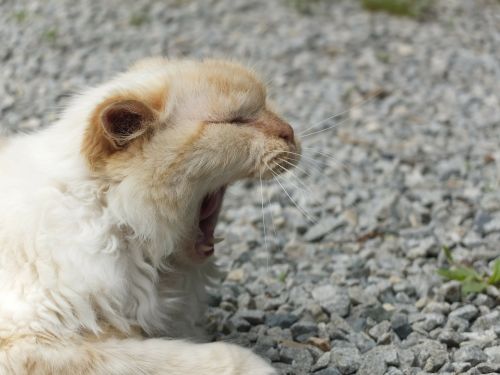 cat yawn animal