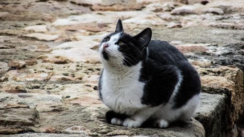cat stray outdoor