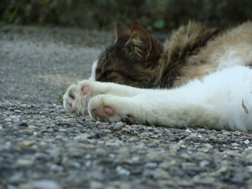 cat cat paws animal