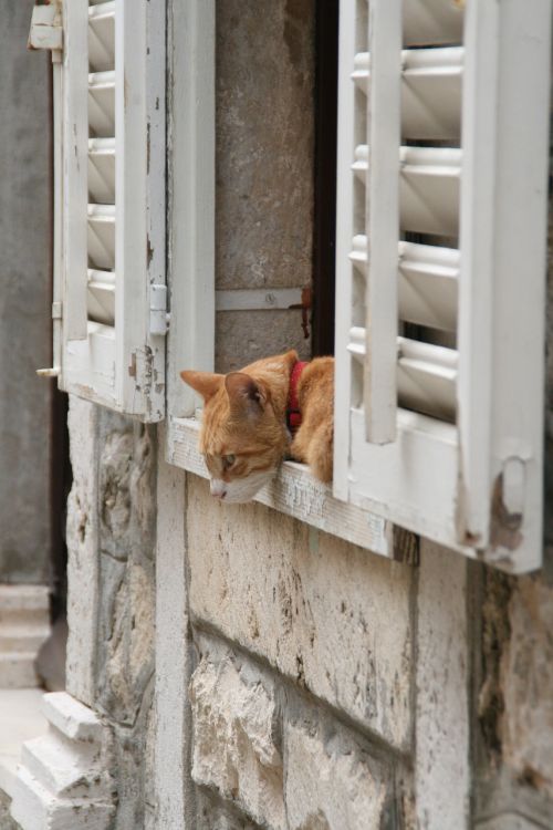 cat window curiosity