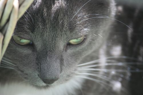 cat grey cat face