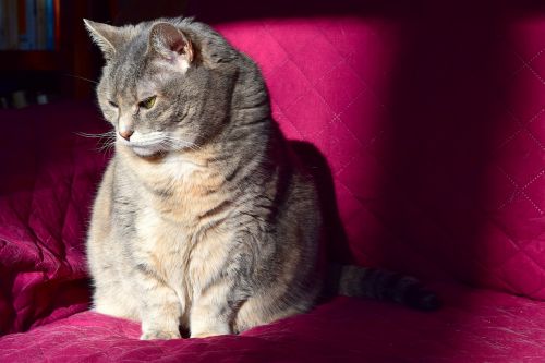 cat sunlight couch
