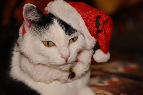 cat christmas santa hat