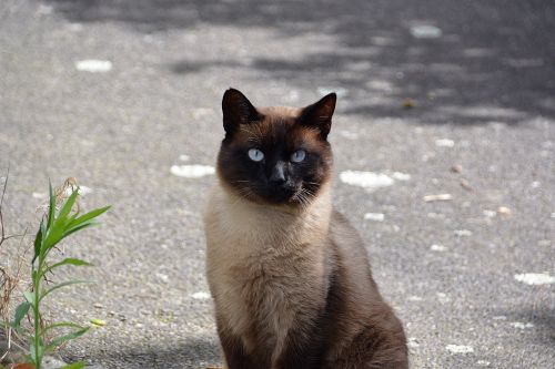 cat siamese cat domestic animal