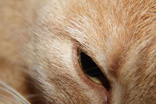 cat head eye