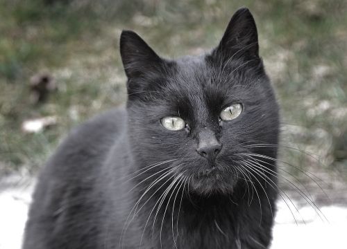cat black view