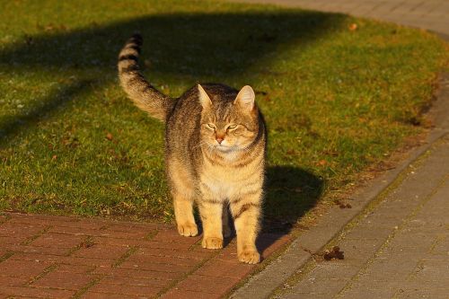 cat female domestic cat