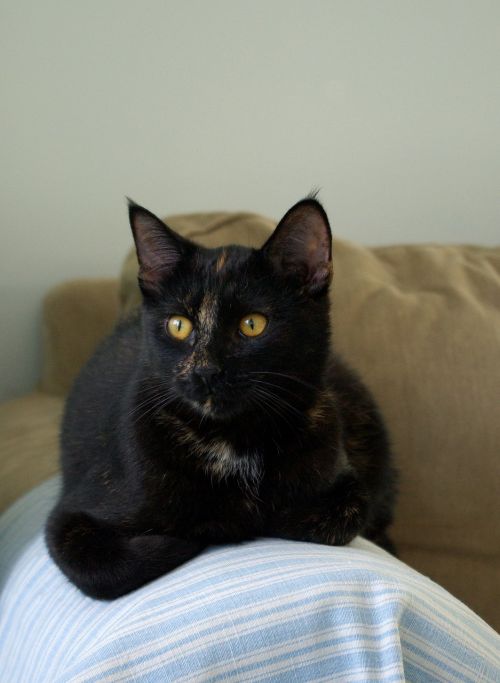 cat black cat domestic cat