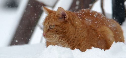 cat red cat snow