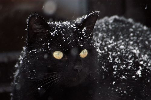 cat black cat snow