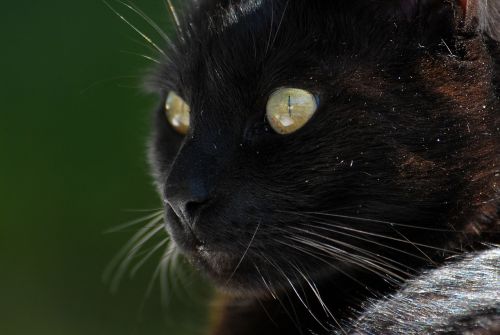 cat black cat whiskers