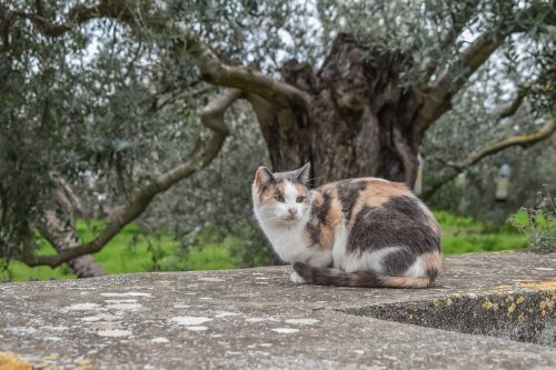 cat stray sitting