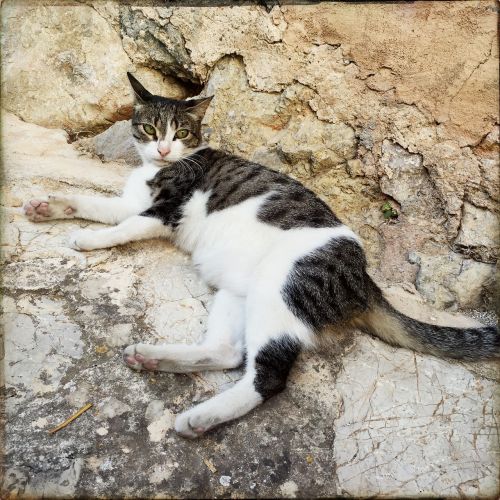 cat stone domestic cat