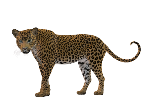 cat rendering leopard