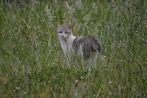 cat feline animal