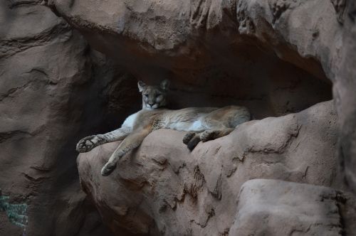 cat cougar wildlife