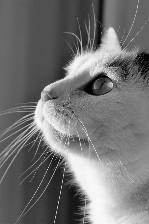 cat animal black and white