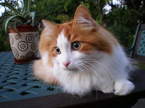 cat tomcat turkish angora