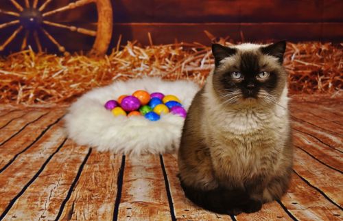 cat british shorthair thoroughbred