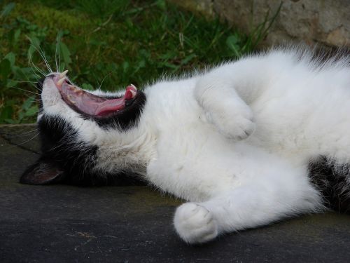 cat yawning relaxing