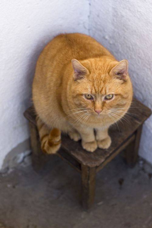 cat redhead stool