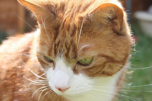 cat ginger cat cat face