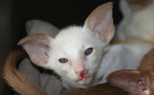 cat kitten siamese cat