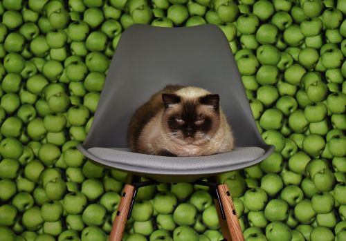 cat chair concerns