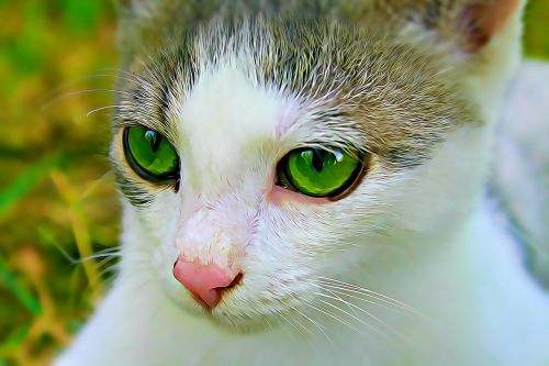 cat eye green eye