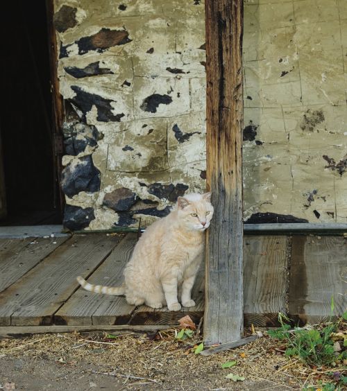 cat barn old