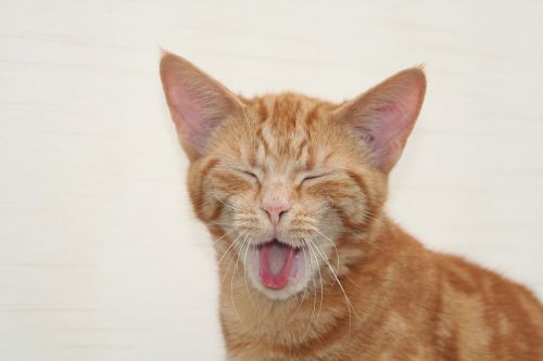 cat pet yawn