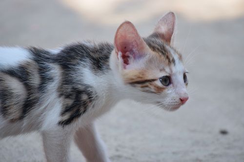 cat kitten cute