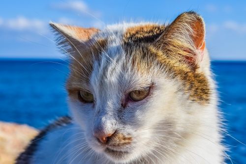 cat stray face