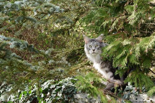 cat cat in the bush trees