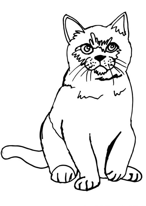 cat fluffy coloring page