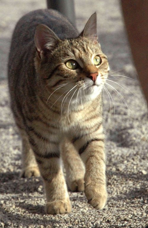 cat mackerel watch