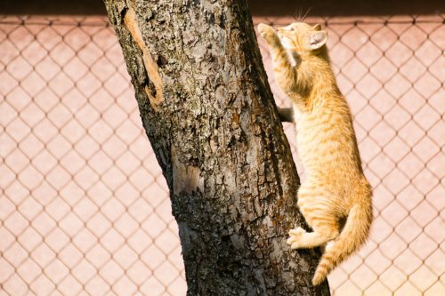 cat kitten tree